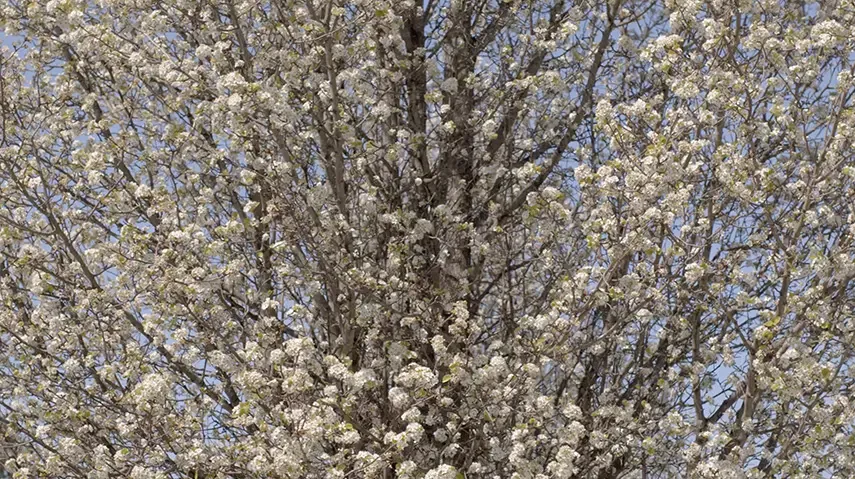 White flowers cover a full tree with blooms starting to mature.