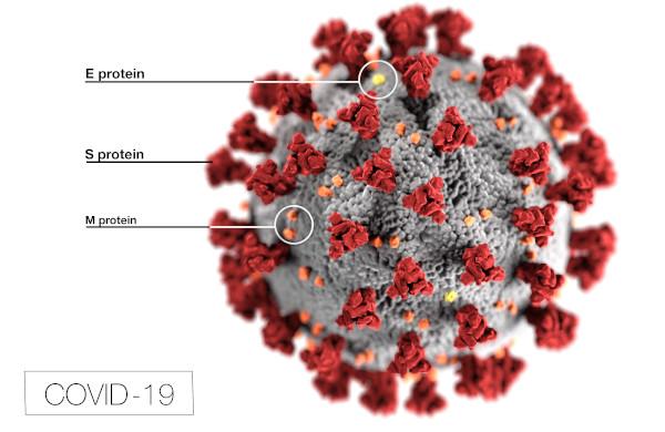 Covid-19 virus with proteins
